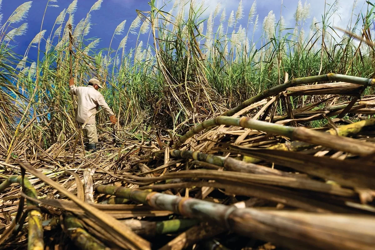 Pemerintah Berantas Praktik Rembesan Gula Rafinasi demi Lindungi Petani di Tahun 2026