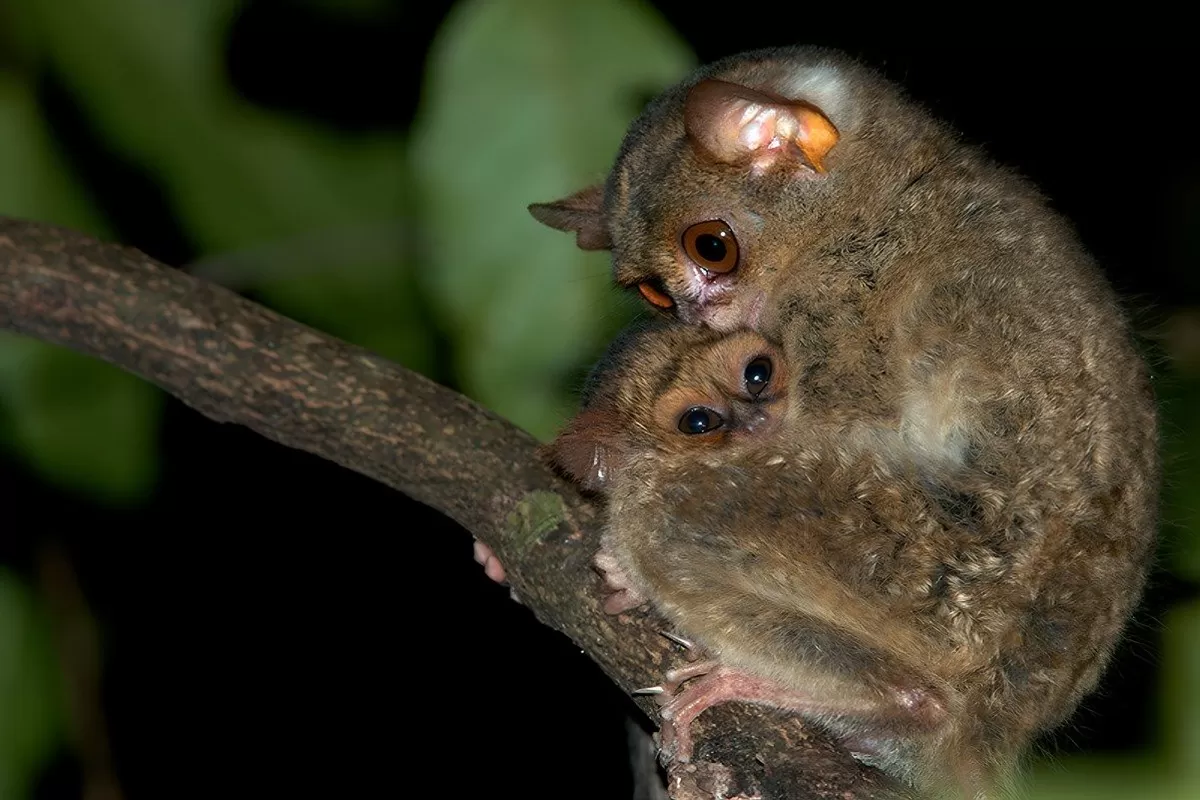Upaya Penyelamatan 30 Populasi Tarsius Bangka di Menumbing yang Terancam Punah di 2026