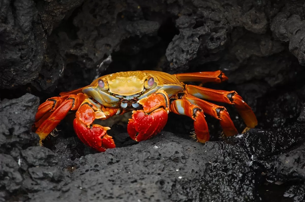 Rahasia di Balik Kepiting Berjalan Menyamping Akibat Proses Evolusi 200 Juta Tahun 2026